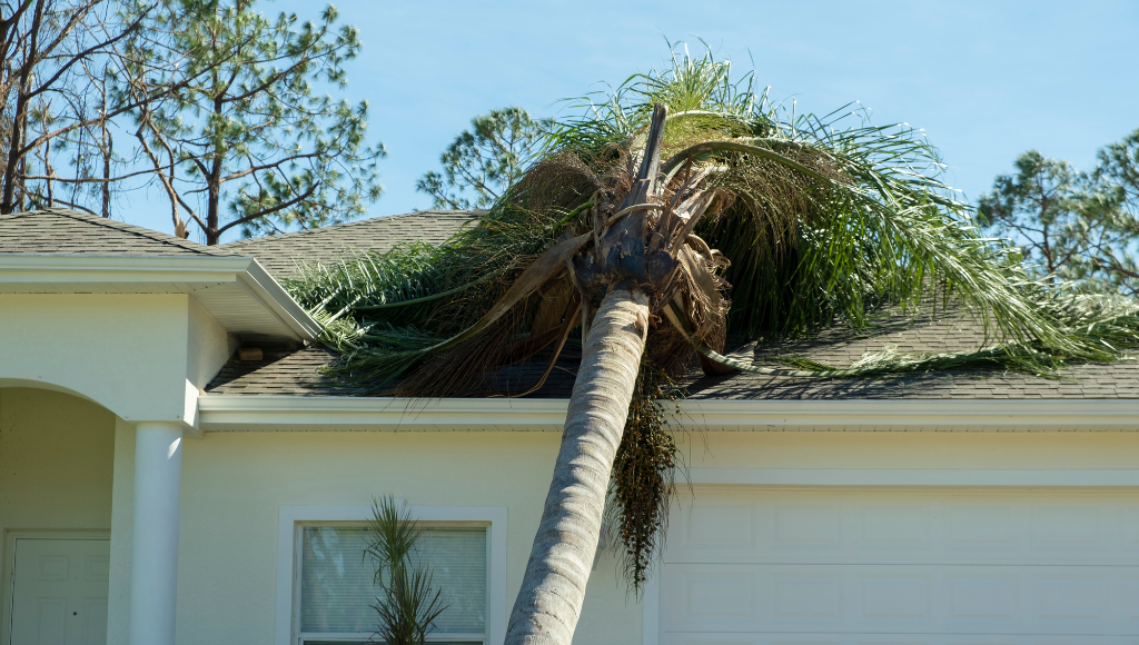 A palm tree has fallen across the roof of a suburban home after a hurricane in Florida.